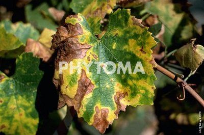 Xylella fastidiosa